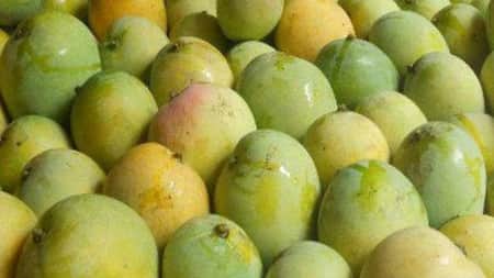 বৈদেশিক মুদ্রা অর্জনের নতুন উৎস আম