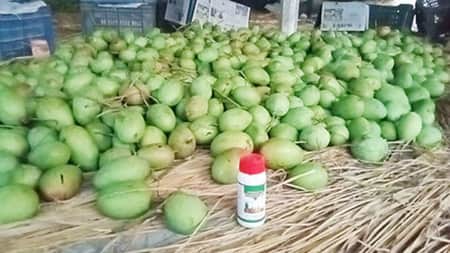 শার্শায় কেমিক্যাল দিয়ে আম পাকানোর মহোৎসব চলছে আম