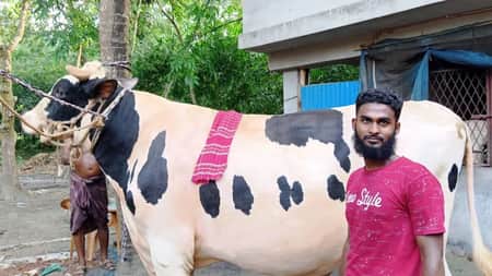 বিশালদেহী গরু রাজাবাবু, ফল না পেলেই মেজাজ খারাপ