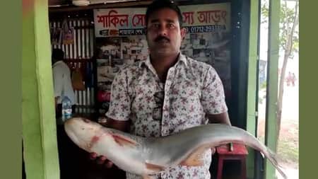 পদ্মার বিশাল আকারের এক ঢাই মাছ যত হাজারে টাকায় বিক্রি!