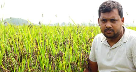ক্যান্সার প্রতিরোধী ধান আবাদে সফল ঝিকরগাছার কৃষক আলামিন ধান আবাদ