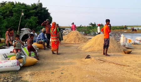 ধানের বাম্পার ফলন, তবু কৃষকের মুখে হাসি নেই ধান