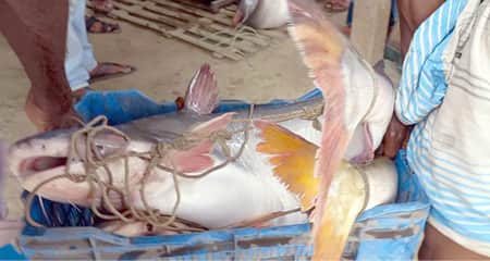 পাঙ্গাস মাছ