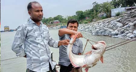 পাঙ্গাস মাছ