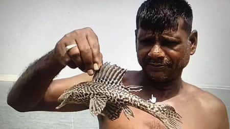 পদ্মায় জেলের জালে রাক্ষুসে ‘সাকার’ মাছ রাক্ষুসে সাকার মাছ
