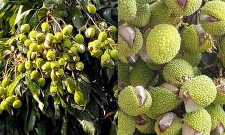 কোটি কোটি টাকার স্বপ্নের লিচু ফেটে ঝরে পড়ছে দাবদাহে