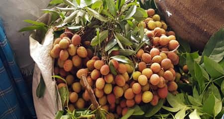 এক হাটে প্রতিদিন কোটি টাকার লিচু বিক্রি লিচু