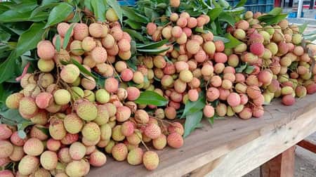 দাম শুনেই লিচু না কিনে ফিরে যাচ্ছেন অনেকে! লিচু