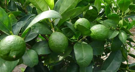 লেবু চাষে লোকসানে ঝালকাঠির চাষিরা লেবু চাষ