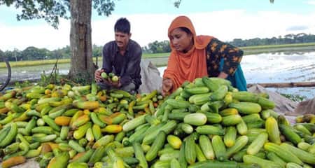 ন্যায্য দাম না পেয়ে হতাশ কৃষক শসা