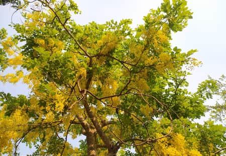 পথের ধারে সৌন্দর্য ছড়াচ্ছে বিলুপ্তপ্রায় সোনালু ফুল