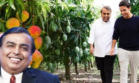 তেলের ব্যবসা অতীত! এবার আমের চাষ শুরু করেছেন মুকেশ আম্বানি, স্বাদও অতুলনীয়