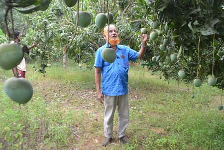 লালমাই পাহাড়ে থোকায় থোকায় ঝুলছে নানা জাতের আম