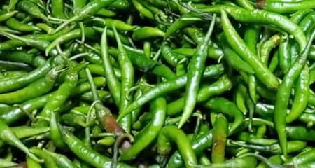 হু হু করে বাড়ছে কাঁচামরিচের দাম কাঁচা মরিচের দাম