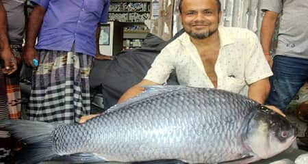 পদ্মায় ধরা পড়লো ১৯ কেজির কাতলা, ২৫ হাজারে বিক্রি কাতলা মাছ