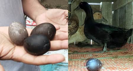 কালো রঙের ডিম