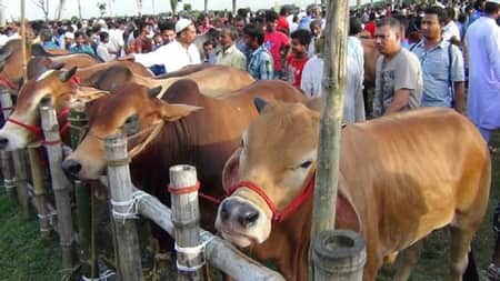 ঈদ ঘনিয়ে এলেও পশুর হাটে ক্রেতা কম কোরবানি পশুর হাট