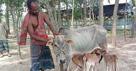 গাভী