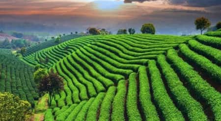 শ্রীমঙ্গলে ঘুরতে যাওয়ার সেরা ৫ জায়গা
