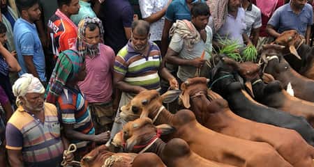 শেষ মুহূর্তে জমজমাট পশুর হাট, তবে কমছে না দাম পশুর হাট
