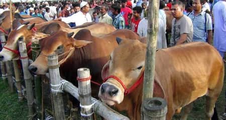 পশুর হাটে ও কোরবানিকালীন স্বাস্থ্যবিধি মেনে চলার ১৯ নির্দেশনা পশুর হাট