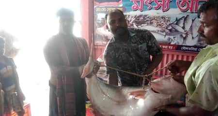 পাঙাশ মাছ