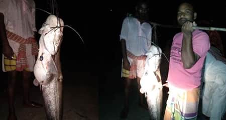 বোয়াল মাছ