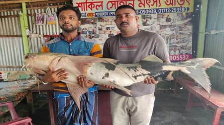বিশাল আকৃতির এক বাঘাইড়ের দাম ৪১ হাজার টাকা