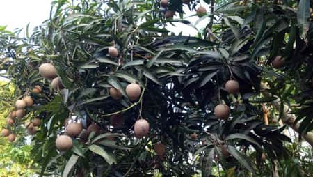গাছ ভর্তি অদ্ভুত আম, কেউ সাহস পাচ্ছেন না খেতে