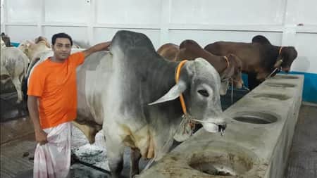 টঙ্গীর খামারে কোটি টাকা মূল্যের ব্রাহমা গরু