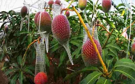 কেজি আড়াই লাখ টাকা, ফেসবুকে দাম ঘোষণার পরই চুরি হয়ে গেল সব আম!