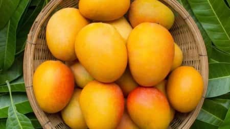 এই বিশেষ আম রপ্তানি হচ্ছে আরবে