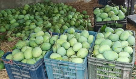 পাইকারি আম ব্যবসায়ীরা; কেনার সময় ৫২ কেজিতে মণ ধরে, বিক্রির সময় ৪০-এ