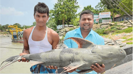 যত টাকায় বিক্রি হলো পদ্মার এ বাঘাইড় মাছ