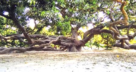 আমগাছ
