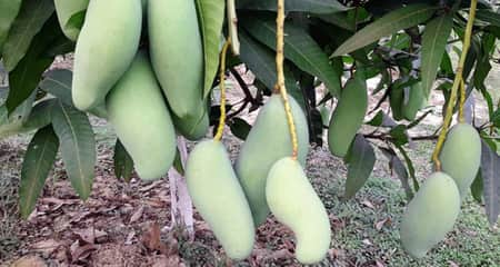 নওগাঁয় এ বছর ১ হাজার ৮শ ৯০ কোটি টাকার আম উৎপাদন আম