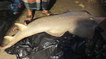 একটি মাছকে নিয়ে হাজার মানুষের কৌতূহল