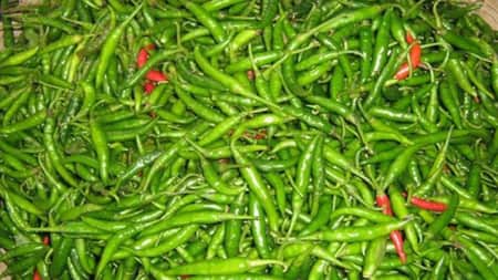 কাঁচামরিচ