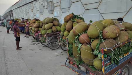 কাঁঠাল