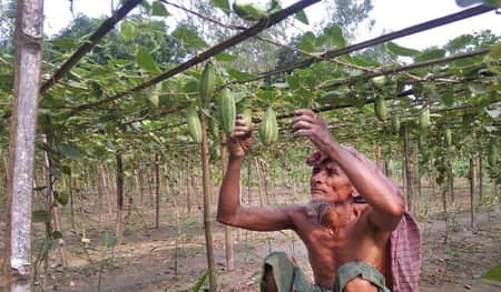 পটল
