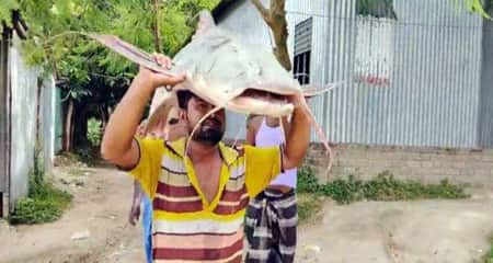 বাগাইড়