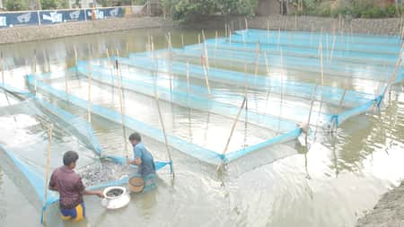 মাছ চাষে খুলনা বিভাগে যশোর প্রথম