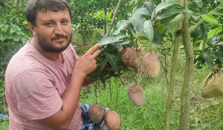 মাসুদের জীবন বদলে দিয়েছে শখের আম বাগান