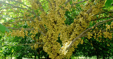 এ যেন লটকনের গাছ নয়, টাকার গাছ! লটকন গাছ