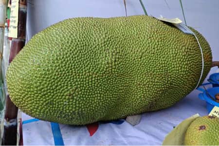 এক কাঁঠালের ওজন ৬০ কেজি!