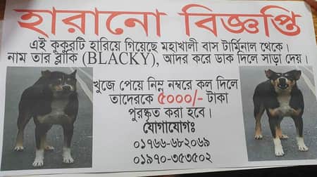 হারানো কুকুর খুঁজে পেতে পুরস্কার ঘোষণা করে পোস্টারিং