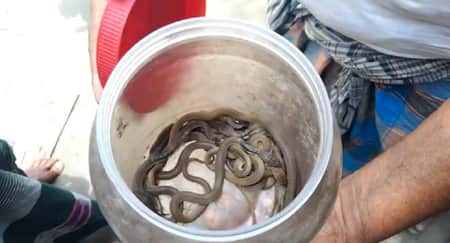 শোবার ঘরে মিললো গোখরা সাপের ২০টি বাচ্চা
