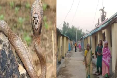 ঘরের ভেতর কিলবিল করছে ১৯ বিষধর সাপ! তারপর যা ঘটল