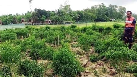 আওয়ামী লীগ নেতার এক হাজার মরিচগাছ উপড়ে ফেলেছে দুর্বৃত্তরা