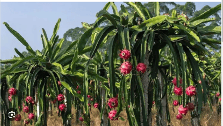 ড্রাগন চাষে স্বাবলম্বী হয়ে উঠেছেন প্রবাসফেরত মিল্টন চাকমার